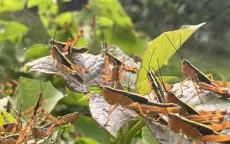 Châu chấu tre hoành hành tại Cao Bằng