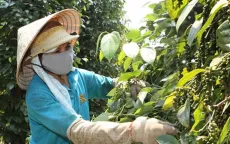 Giá tăng thần tốc, xuất khẩu hồ tiêu triển vọng đạt tỷ USD