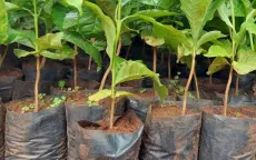 Giá cà phê giống tăng cao vẫn “cháy hàng”