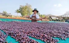 Cà phê nâng giá trị nhờ xuất khẩu chính ngạch