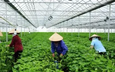 Sản xuất “thuận thiên” để nông sản đi xa