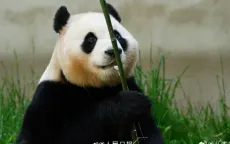 Công chúa Fubao ra mắt ở Trung Quốc, nhiều người xếp hàng đợi từ 4 giờ sáng