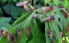 Hàng nghìn tỷ con ve sầu xuất hiện ở Mỹ