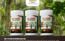 Ka Green - Phân bón sinh học thế hệ mới