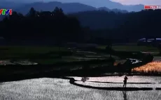 Mùa nước đổ trên các thửa ruộng bậc thang tại Mù Cang Chải