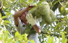 Để sầu riêng Việt “vươn xa”