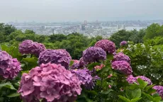 Lễ hội cẩm tú cầu - nét đẹp mùa mưa Nhật Bản