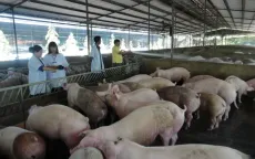 Ngăn chặn dịch bệnh trên gia súc, gia cầm