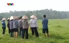 UBND huyện Ba Vì xác nhận nhiều hộ thiếu ruộng sau dồn điền đổi thửa