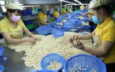 Giá hạt điều tăng kỷ lục