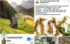 Khởi tố nam thanh niên rao bán sâm Trung Quốc giả sâm Ngọc Linh