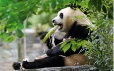 Toàn cảnh nhà mới của gấu trúc Fubao