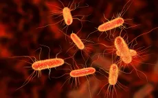 Dịch E.Coli bùng phát tại Anh, 86 người phải nhập viện điều trị