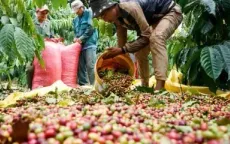 Việt Nam tiếp tục là nguồn cung hồ tiêu lớn nhất tại EU