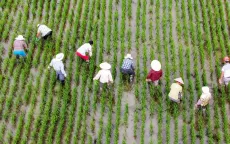 Nông dân Thượng Hải (Trung Quốc) thực hiện phòng chống lũ lụt