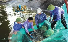 Sản xuất tôm theo chuỗi giá trị mới bền vững
