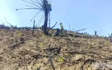 Không để phát sinh thêm điểm nóng phá rừng tại huyện Minh Hóa, Quảng Bình