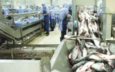 Thị trường xuất khẩu cá tra khởi sắc