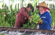 Chuối nằm trong top 10 mặt hàng xuất khẩu lớn của Việt Nam