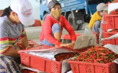 Sản phẩm quế, ớt bị cảnh báo vi phạm an toàn thực phẩm