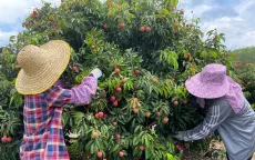 Cống Viên - vườn vải cổ thụ ngàn năm tuổi ở Trung Quốc