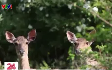 “Cuộc chiến” giữa hươu và người trên đảo Anma, Hàn Quốc