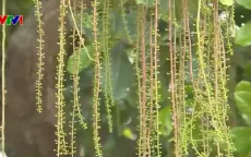 Bảo tồn rừng lộc vừng hàng trăm năm tuổi