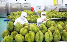 Làm thế nào để "vua" trái cây Việt giành ngôi vương tại thị trường Trung Quốc?