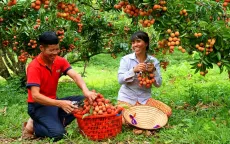 Chế biến sâu giúp gia tăng giá trị quả vải