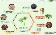 Đồng Tháp phát triển sản phẩm từ sen gắn với tăng trưởng xanh