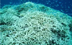 Mỹ, Indonesia hoán đổi nợ để bảo tồn rạn san hô