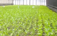 Nhật Bản ứng dụng rộng rãi đất từ núi lửa trong nông nghiệp