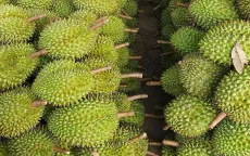 Mục tiêu 3,5 tỷ USD của sầu riêng