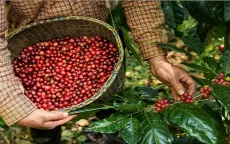 Xuất khẩu cà phê sang thị trường ASEAN tăng trưởng cao