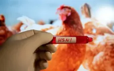 Phát hiện mới về vật chủ lây truyền virus H5N1 sang người