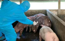 Thủ tướng yêu cầu thực hiện nghiêm các biện pháp phòng, chống bệnh Dịch tả lợn Châu Phi