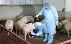Nguy cơ tả lợn châu Phi lây lan diện rộng