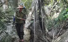 Tập trung điều tra làm rõ vụ phá rừng gỗ quý hiếm
