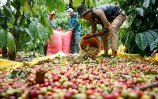 Việt Nam đứng thứ ba toàn cầu về xuất khẩu gia vị