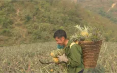 Chuyên canh cây Dứa - Sinh kế mới của đồng bào vùng cao Mường Chà