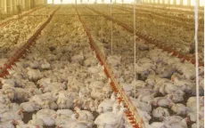 Brazil tạm dừng xuất khẩu gia cầm do tình trạng khẩn cấp về bệnh gà rù