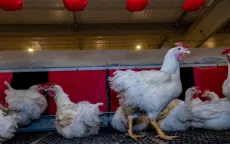 Brazil loại trừ 3 trường hợp tiềm ẩn mắc bệnh Newcastle ở gia cầm