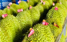 ASEAN, Trung Quốc hợp tác về sầu riêng