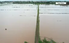 Hàng chục nghìn ha lúa mùa ngập sâu do mưa lớn