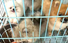Bắt giữ hai đối tượng trộm đàn chó đắt tiền tại Bình Dương