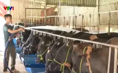 Thực hiện giảm phát thải tại các cơ sở chăn nuôi