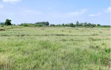 Từ 1/8, đất nông nghiệp bỏ hoang sẽ bị Nhà nước thu hồi?