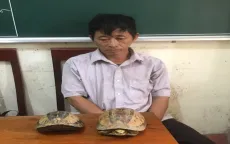 Khởi tố đối tượng mua bán cá thể rùa quý, hiếm