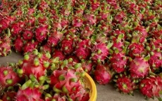 Thanh long được mùa nhưng rớt giá mạnh