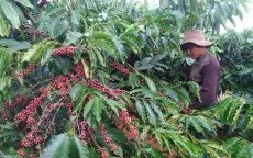 Phát triển vùng nguyên liệu nông, lâm sản đạt tiêu chuẩn xuất khẩu